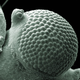 greenfly eye